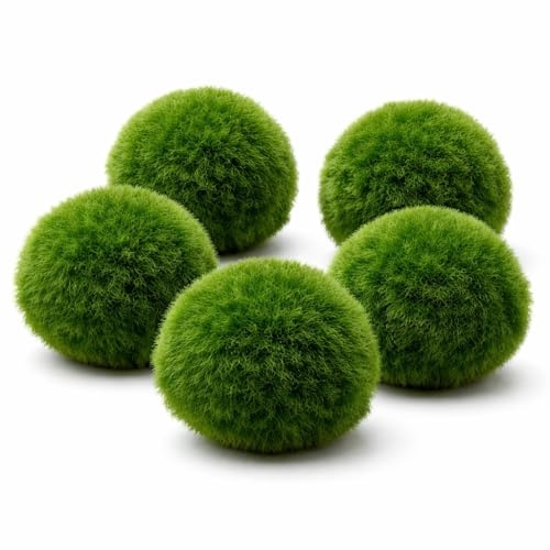 Mooskugeln Aquarium – Marimo Algenbälle für Garnelen & Fische – Natürliche Aquarium Pflanze – Pflegeleichte Aquarium Dekoration für Süßwasser Aquarien 5 Stück (3-4 cm)