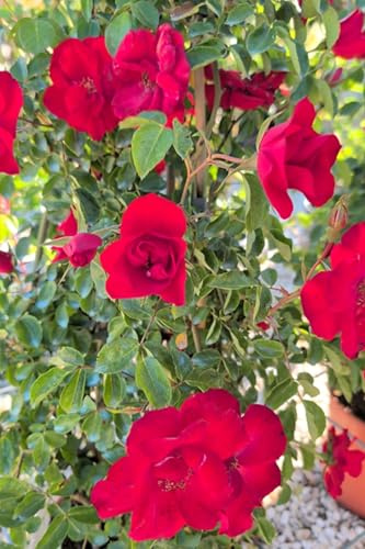 eGarden.store - Pianta vera di Rosa Rifiorente Senza Spine | Altezza: 70 cm - Diametro vaso: 24 cm - Fiore rosso profumato, rifiorente e resistente da coltivare all'esterno