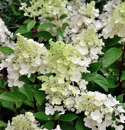 Rispenhortensie Sugar Rush 40-60cm - Hydrangea paniculata