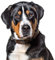 Fensterbild Hund Schweizer Sennenhund I beidseitig bedruckt I 31,1 x 28,1 cm I statisch haftend I wiederverwendbar I dv1317