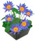vdvelde.com - Winterharte Blaue Seerose - Nymphaea Blue Queen - Lotus - - Wasserlilie - Höhe der ausgewachsenen Pflanze: 20 cm - Platzierung: -20 bis -40 cm