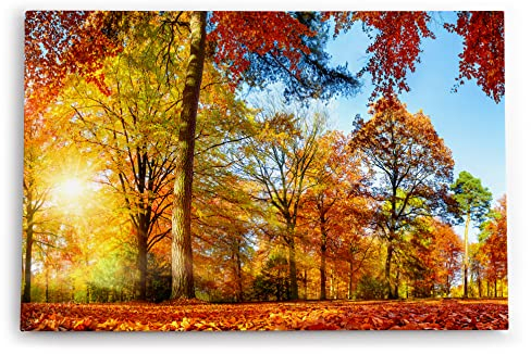 Paul Sinus Wandbild 120x80cm Wald Bäume Herbst Sonnenschein Herbstblätter Natur