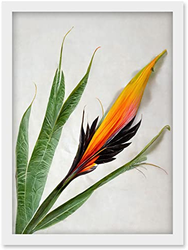 Wee Blue Coo Bird of Paradise Tropical Plant Flower and Leaves Illustration on White Artwork Framed Wall Art Print A4