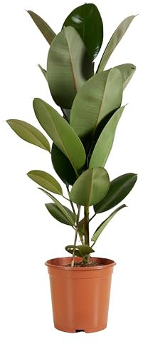 Bloomique - Ficus Elastica Robusta - Hévéa - Plante à caoutchouc - Plantes d'intérieur - Purificateur d'air - Très facile d'entretien - 80-100 cm de haut - Pot 21 cm