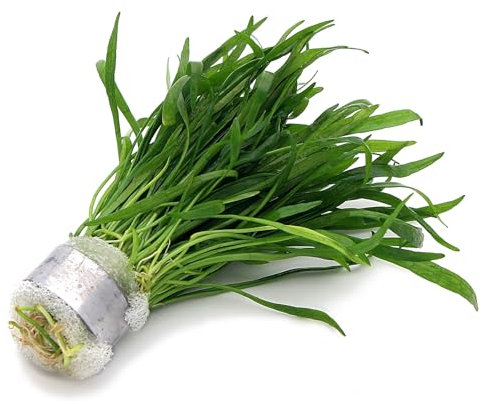 K2AQUA Lilaeopsis Novae-Zelandiae (1 Bunch) Live Aquarium Plant Carpet Plant for Freshwater Tropical Tanks Fast Growing Foreground Aquascaping