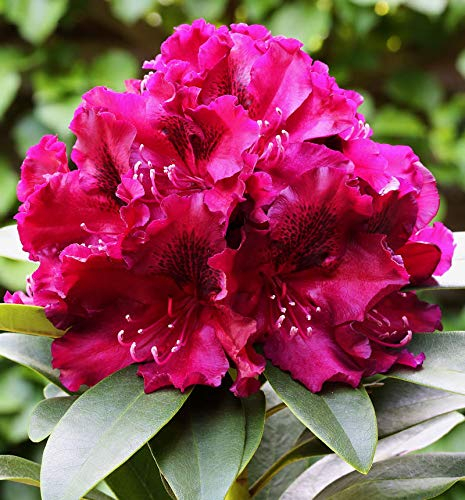 Großblumige Rhododendron Midnight Beauty 30-40cm - Alpenrose