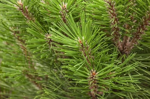 Pinus nigra 'Kleiner Turm' 40–50 cm – Immergrün, Winterhart, Pflegeleicht – Schwarzkiefer – Kübelpflanze für Terrasse & kleine Gärten