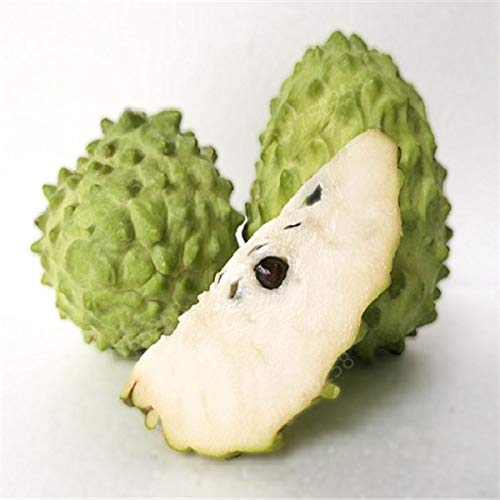 TOMHY 10 Stück Bonsai Sweetsop Zuckerapfelbaum (Zimtapfel) Köstliche essbare Tropische Frucht Staude für zu Hause Garten Bepflanzung