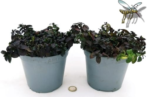 POWERS TO FLOWERS - MENTA GLACIALE NERA BIO, 2 PIANTE, piante vere