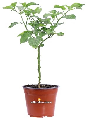 Pianta di Peperoncino Piccante Capiscum diverse varietà pianta ornamentale da esterno peperoncino commestibile da tavola pianta vera venduta da eGarden.store (Habanero Red)