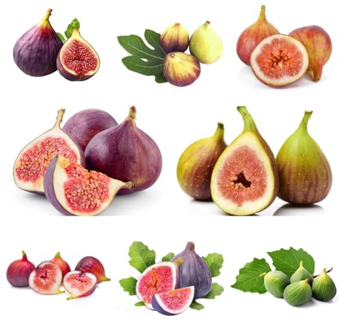 200 Pcs Feigenbaum Winterhart Samen, Feigen, Feige Gartenpflanzen Winterhart Baum, Obstbäume (Ficus Carica) Winterharte Kübelpflanzen, Obstbäume Kaufen Frisches Obst Hochbeet Samen,