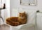Vinsani® Soft Luxurious Pet Radiator Bed for Cat Kitten Puppy Dogs with Soft Machine Washable Fleece Lined Cover Warm Cosy Hammock Style Radiator Bed