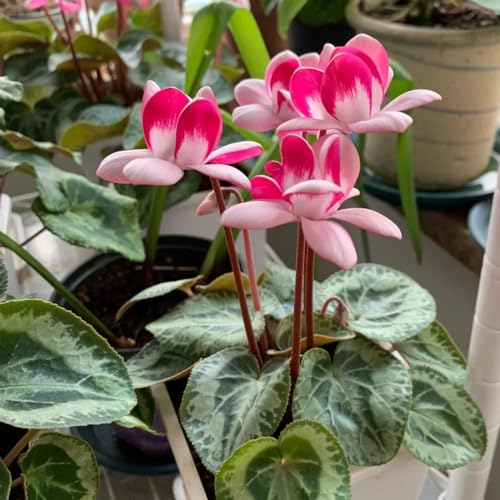 400 pcs Alpenveilchen Winterhart Samen, blumensamen bienenwiese mini gewächshaus fensterbank Cyclamen persicum, schnittblumen samen, zimmerpflanzen samen blumensamen gastgeschenk wildblumensamen,