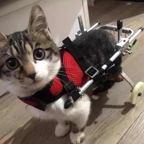 Katzenrollstuhl gelähmte Hinterbeine, Aluminium Haustier-Reha-Walker, Verstellbarer Katzenmobilitätshilfe-Wagen, Trainingsräder für kleine, mittlere und große Katzen, Leichter 2-Rad Rollstuhl