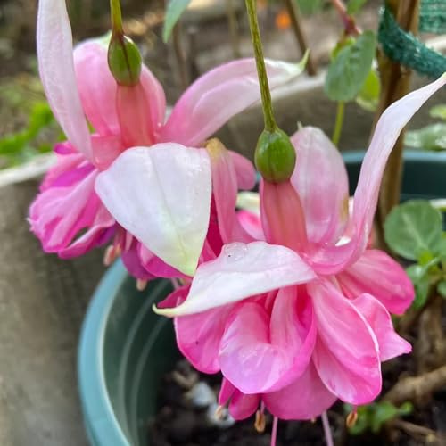 Fuchsiensamen gartendeko für draußen blumengarten gartenkräuter wildblumen balkonblumen Fuchsien indoor garten hochbeet winterharte stauden für pralle sonne herbstblumen 20samen