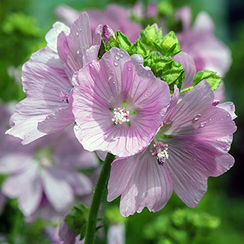 MALVA MOSCHATA ROSA NR.50 SEMI