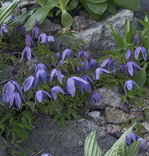 Alpen Waldrebe 60-80cm - Clematis alpina