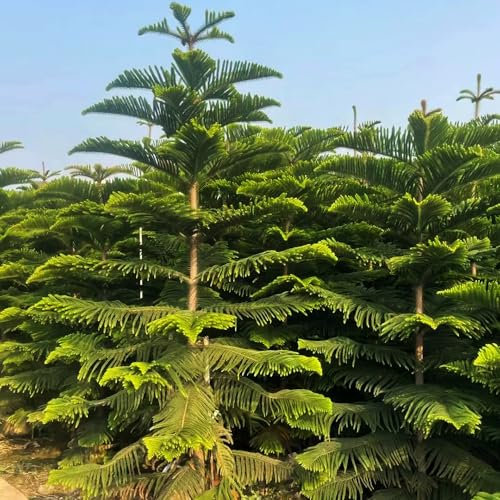 60 Pc Semillas De Araucaria - Araucaria Heterophylla - Plantas De Balcón Resistentes, Árbol Bonzai Semillas De Araucaria Araucana, Plantas Resistentes Para El Jardín, Semillas Exóticas.