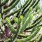 10 piezas semillas de araucaria araucana plantas de jardín de rocas resistentes plantas perennes resistentes comprar un árbol bonsái árbol de los bonsais plantas para lugares