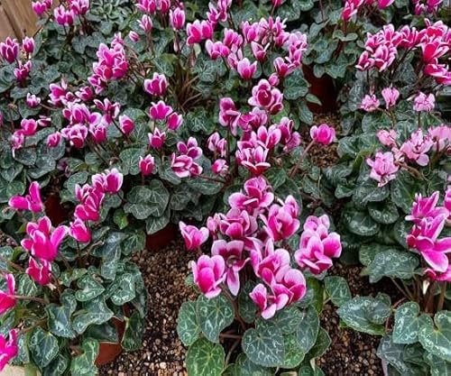 100 graines de fleurs de cyclamen fraîches et neuves