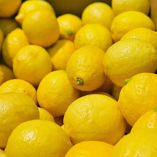 semillas resistentes de limonero, semillas de limonero semillas de árboles, plantas para lugares soleados, limonero, árboles jardín resistente Cultivo de plantas, árbol bonsái, árbol 60pcs