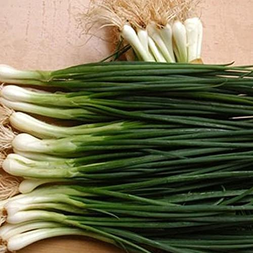 Haloppe 1000 Pz Cipolla Primavera Semi di Ortaggi per la Piantagione del Giardino di Casa, Scallion Semi di Cipolla Primavera Giardino Cortile Balcone Pianta Cucina Verdura Semi Di Cipollotto