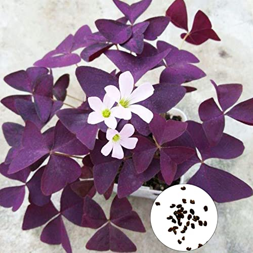 Oxalis Corniculata Samen 50 teile/beutel Oxalis Corniculata Samen sind reich an Vitalität. Attraktive Landschafts gestaltung, die Kräuter samen für zu Hause verschönern Lila