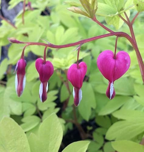 Tränendes Herz Goldheart - Dicentra spectabilis - lebende Gartenpflanze aus den Baumschulen