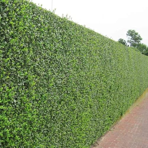 25 x Ligustrum Ovalifolium 60-90cm Wurzelnackt - Ovalblättriger Liguster, Ideal für Dichte Hecken | Kräftiges Wachstum, Immergrünes Laub, Krankheitsresistent