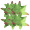 Tofficu 80pcs DIY Blume Kelchblätter Künstlicher Rose Und Pfingstrose Kelch Simulation Blumenherstellung Vorräte Stoff Grüne Kelchblätter Für Handwerksstrauß Arrangement