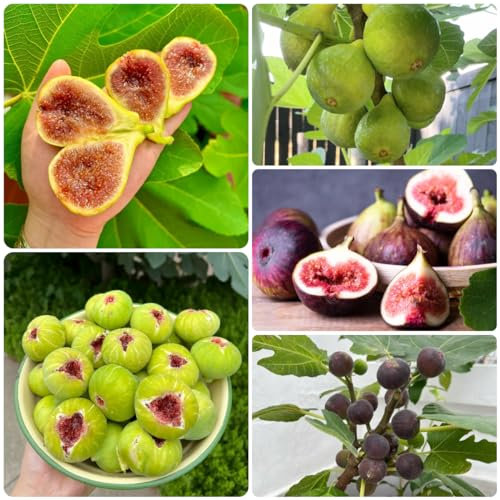 150 pcs feigenbaum winterhart samen, bonsaibaum echt, pflanzen samen feigenbaum kaufen - Ficus carica - säulenobst winterhart, bio saatgut balkon pflanze, samen balkon winterharte