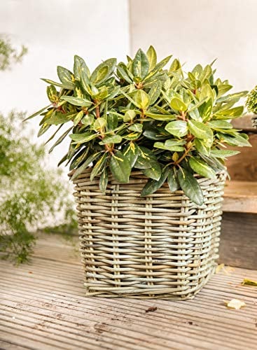 Dekoleidenschaft Pflanzkorb Koboo Grey aus Rattan, quadratisch, grau, groß, Blumentopf, Pflanzkübel, Pflanztopf für Draußen, Blumenkübel