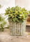 Dekoleidenschaft Koboo Grey Grand pot de fleurs carré en rotin gris pour l'extérieur