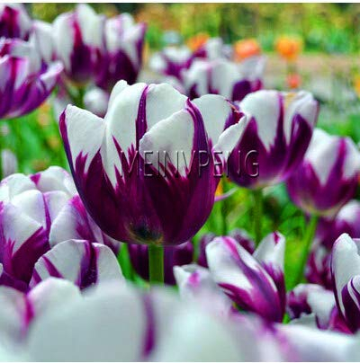 Sump Neue 120 Stück nicht Tulpenzwiebeln Blumensamen für schöne Gartenarbeit Weiß lila