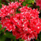 Sumpf frisch 100 Stück Phlox Twinkle Star Blumensamen zum Pflanzen von Rot