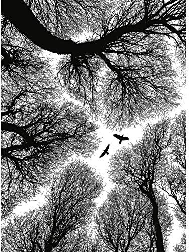 Baum Tapete schwarz weiß | 3D Fototapete mit Baumkronen im Himmel ideal für Schlafzimmer | Wald Bildtapete mit Vögeln aus Vlies