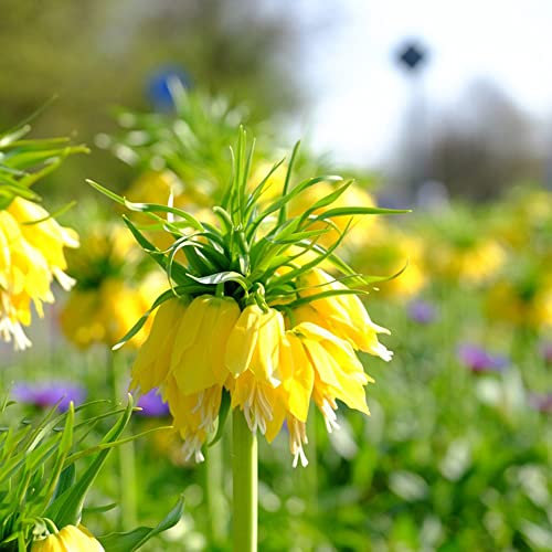 12 pcs kaiserkronen knollen mehrjährig - Fritillaria - bonsai topf blumenwiese topfpflanzen kaiserkronen - zwiebeln deko büro frühblüher zwiebeln hydrokultur pflanzen kleine geschenke
