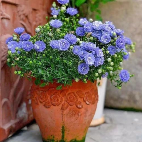 25 Piezas Semillas de Campanula Campanula Semillas de Jardín Plantas en Macetas Semillas de Regalo para Invitados Semillas de Flores Plantas Resistentes al Invierno para