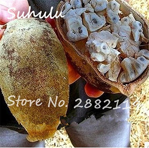 10 Samen/Bag Imported African Baobab (Adansonia digitata) Baumsamen Outerdoor organischen Bonsai Pflanze Baumsamen wachsen schnell 5