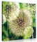 ForWall Bilder Canvas Pusteblumen mit Grünen Hintergrund O5 (40cm. x 40cm.) Leinwandbilder Wandbild AMFPP10221O5