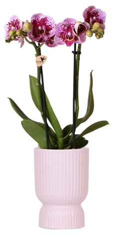 Kolibri Orchids | rosa lila Phalaenopsis Orchidee - El Salvador + Diabolo pink - Topfgröße Ø9cm | blühende Zimmerpflanze - frisch vom Züchter