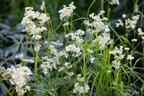 Luzula nivea 'Lucius' 9x9 cm Topf – Winterhart, Immergrün, Mehrjährig – Schnee-Hainsimse – Ziergras für Schattenbeet & Unterpflanzung