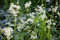 Luzula nivea 'Lucius' ca. 9x9 cm Topf - Schnee-Marbel, weiße Blüten, Blütezeit Juni-August, ideal für schattige Beete, pflegeleicht und winterhart