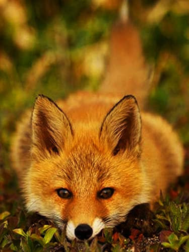 5000 Pieces Jigsaw For Adults Puzzle Family Fox Challenging Colorful Puzzles Autumn Home Decorations Family Landscape Decoration Puzzle Finished size 156.5×105.5cm