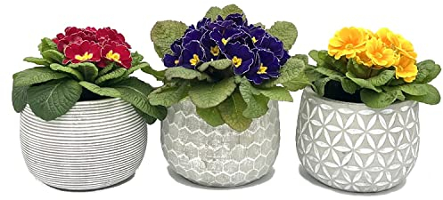 AAF Nommel Blumentopf Übertopf Pflanztopf Pflanzschale rund Beton 3 Set Topf Kübel Ø 17 cm, 017-09