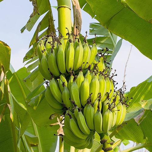 100 pcs bananenbaum samen, bäume garten winterhart saat bio geschenke bananensamen bananen samen,Musa sikkimensis, bonsai tree indoor garten geschenk pflanzendeko obstsamen zimmerpflanzen