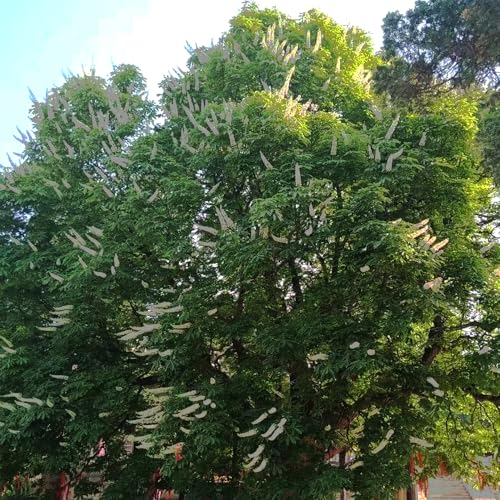 100 Pcs Bodhi Samen - Ficus Religiosa - Balkonpflanzen, Bonsai Tree Bodhi Baum Bonsai Samen, Exotische Pflanzen Winterhart Geschenke Für Gartenfreunde Bäume Kaufen, Zimmerbonsai Bonsai