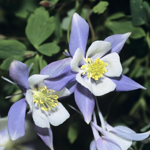 200 pcs akelei pflanze winterhart, samen seed winterharte stauden mehrjährig,garten pflanzen samen serie, nachhaltige produkte blumendeko plant bodendecker winterhart mehrjährig gartenblumen