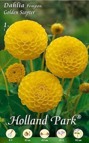 Holland Park Dahlie Pompon Golden Scepter (1 Stück) (Dahlienzwiebeln)