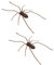 HUFENYU Imán De Araña 3D For Nevera, Realista, Extraíble, For Interior Y Exterior, Ideal For Nevera, Garaje, Puerta Y Coche.(Brown*2)
